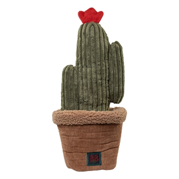 Pawtanic Garden kaktus 